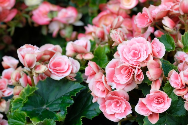 Fim, cima, cor-de-rosa, begônia, flor, florescer, jardim