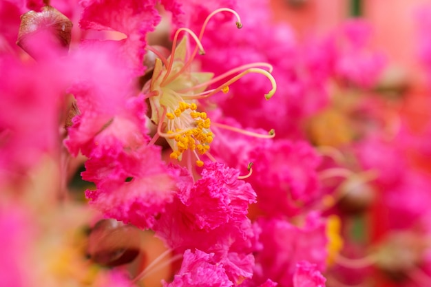 Fim, cima, cor-de-rosa, lagerstroemia