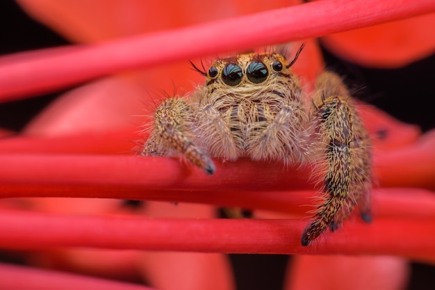 Fim, cima, femininas, hyllus, diardi, ou, jumping, aranha, ligado, vermelho, ixora