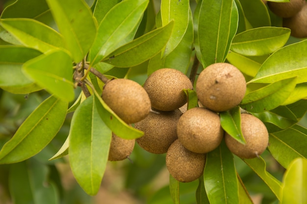 Foto fim, cima, fresco, sapodilla, árvore