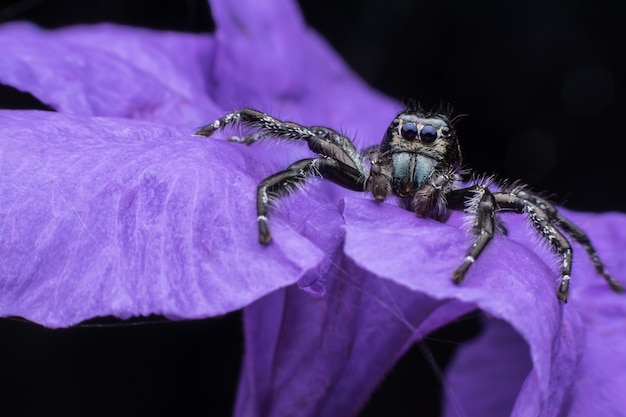 Foto fim, cima, macho, hyllus, diardi, ou, jumping, aranha, ligado, roxo, ruellia, tuberosa