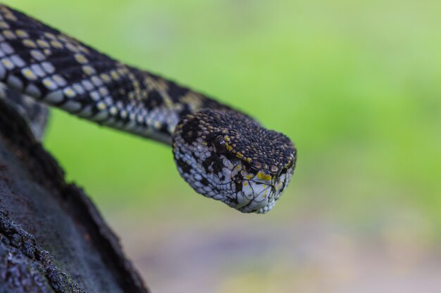 Foto fim, cima, mangrove, pitviper, cobra