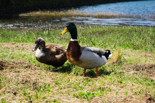 Fim, cima, retrato, par, mallard, patos, (anas, platyrhynchos)