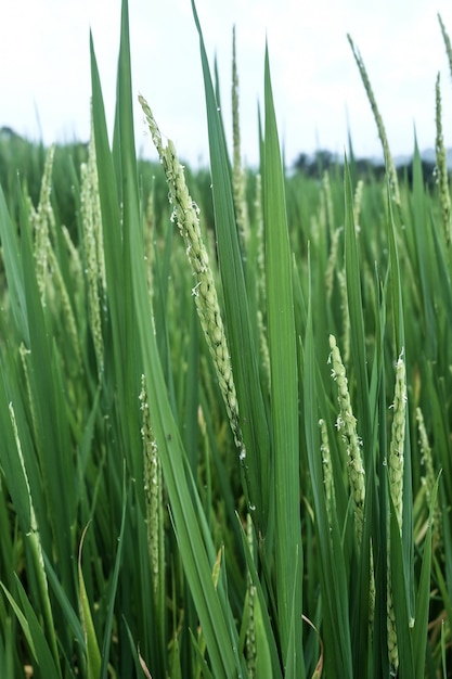 Fim, cima, verde, arroz paddy, terraços, arroz, campos, arroz, fazenda