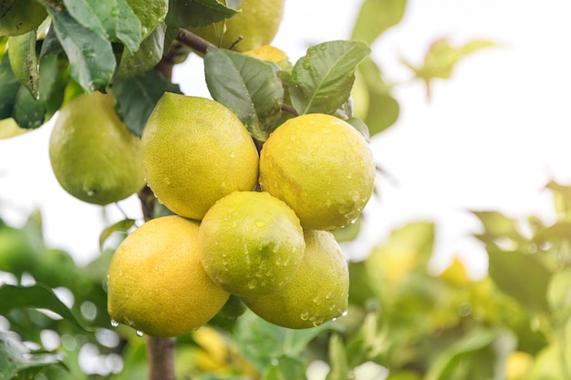Fim de amadurecimento da árvore de limão dos frutos acima. Limas de limão verde fresco com gotas de água pendurado no galho de árvore no jardim orgânico