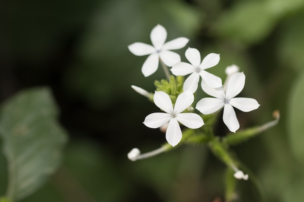 Fim de flores brancas