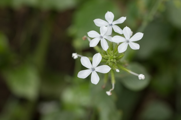 Fim de flores brancas