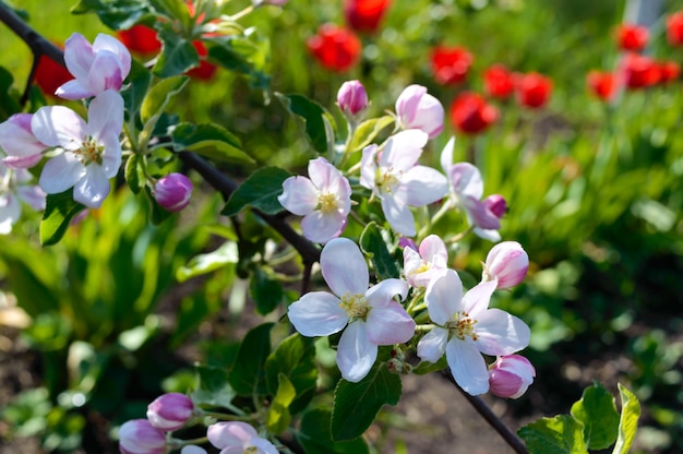 Fim de florescência bonito do ramo de árvore da maçã acima. Jardins na primavera.