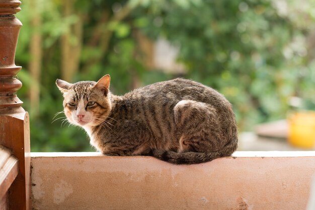 Foto fim de gato