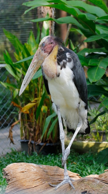 Fim, pequeno, ajudante, tailandia