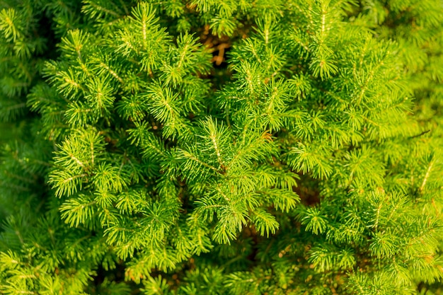 Fim sempre-verde do ramo de pinheiro do Thuja. Fundo de madeira verde conífero. Detalhe decorativo do jardim botânico ao ar livre Leaf.coniferous plants for garden, Juniper, arborvitae, cypress, spruce