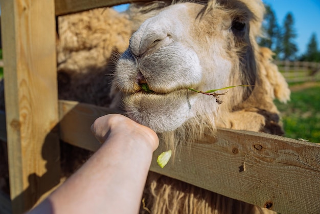 Fin de semana de animales de alimentación de camellos en el zoológico