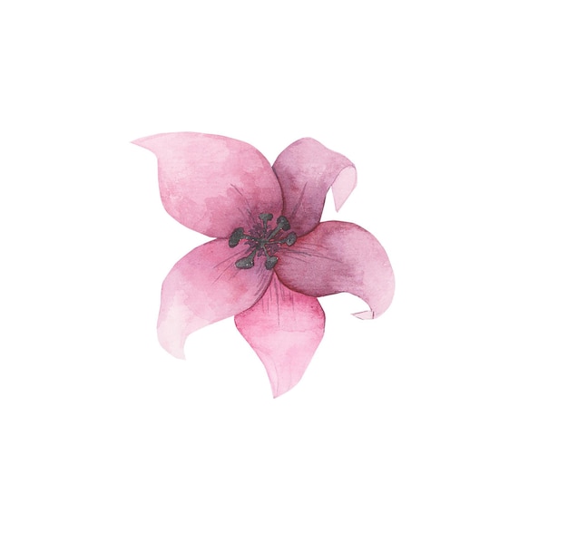 Una fina flor de lirio rosa púrpura