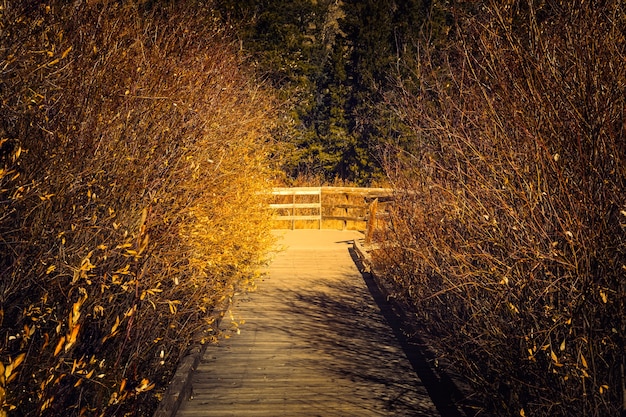 Foto el final del sendero hacia los estanques de castores en el parque nacional de las montañas rocosas, en colorado