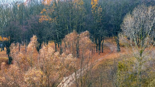 A finales de otoño en el bosque, la carretera en el bosque de otoño