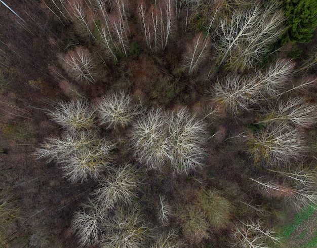 A finales de otoño en el bosque