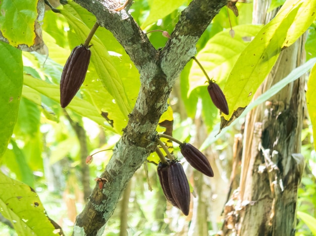 Finca de cacao en el sur de Bahia, Brasil, fruto de la vaina de cacao