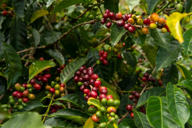 Una finca de café orgánico en las montañas de Panamá Las cerezas rojas de café están listas para la cosecha