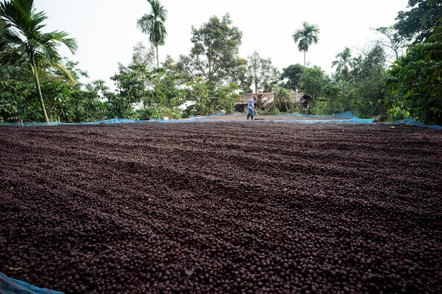 finca cafetalera