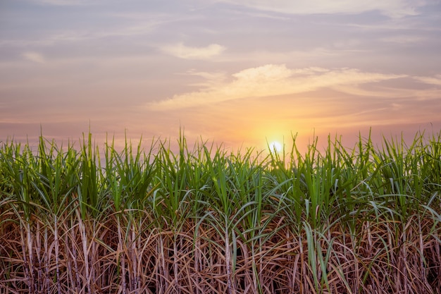 Finca de caña de azúcar, planta de azúcar verde al atardecer