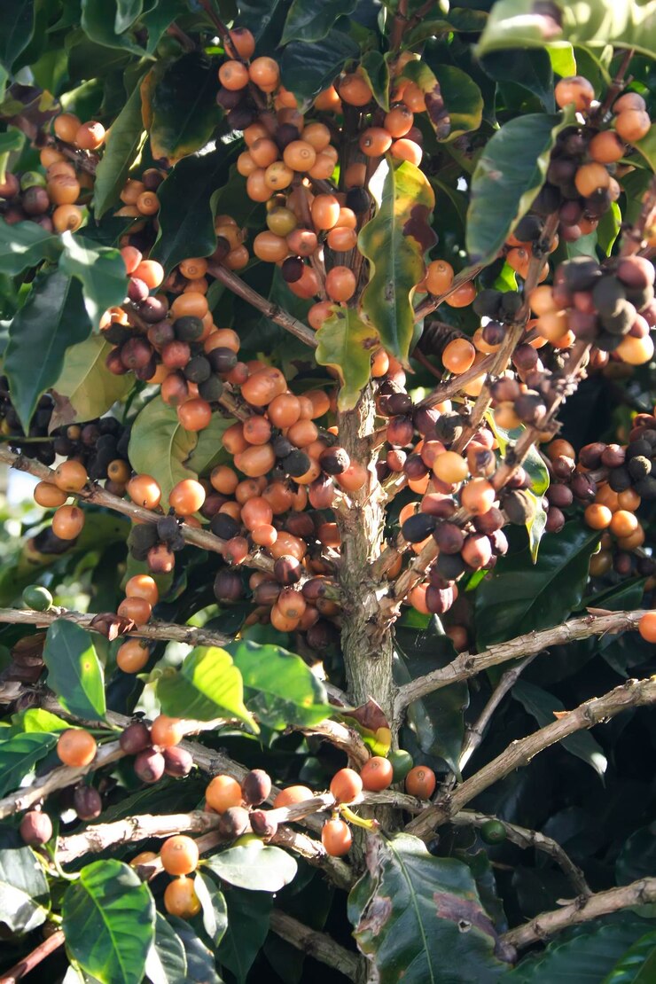 Foto finca plantación de café en brasil