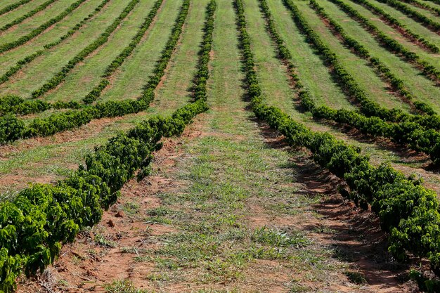 Finca plantación de café en Brasil