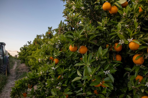 Finca de plantación de cítricos mandarina y naranja ubicada en la provincia de Huelva España