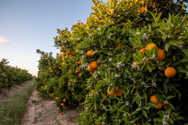 Finca de plantación de cítricos mandarina y naranja ubicada en la provincia de Huelva España