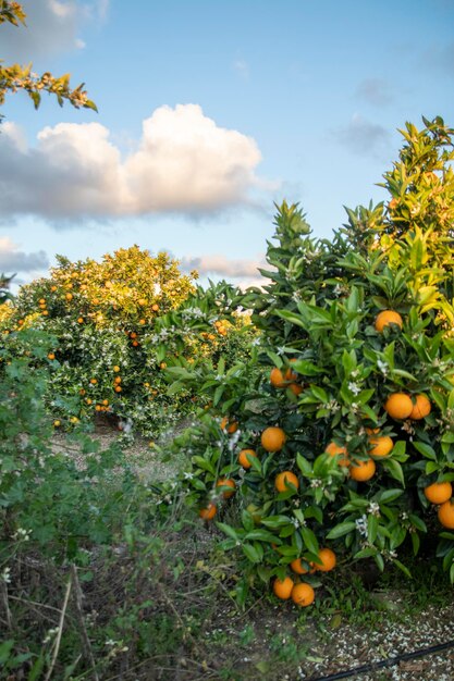 Finca de plantación de cítricos mandarina y naranja ubicada en la provincia de Huelva España