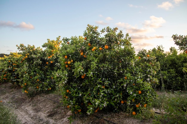 Finca de plantación de cítricos mandarina y naranja ubicada en la provincia de Huelva España