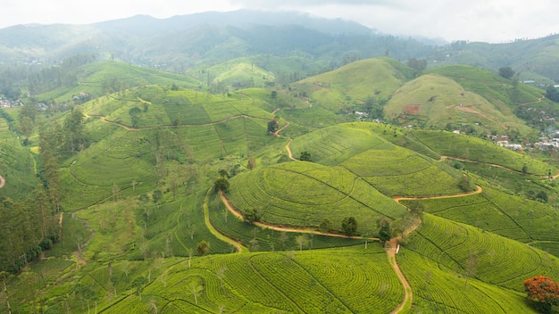 Finca de té en Sri Lanka