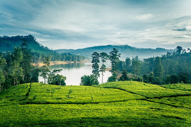 Las fincas de té en la mañana en Sri Lanka cerca de la montaña Sri Pada