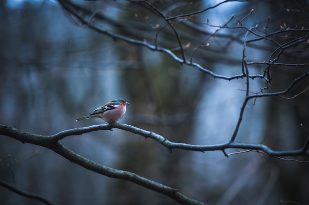 Finch masculino em um galho de gelo na árvore.