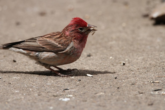 Finch na reserva de vida selvagem