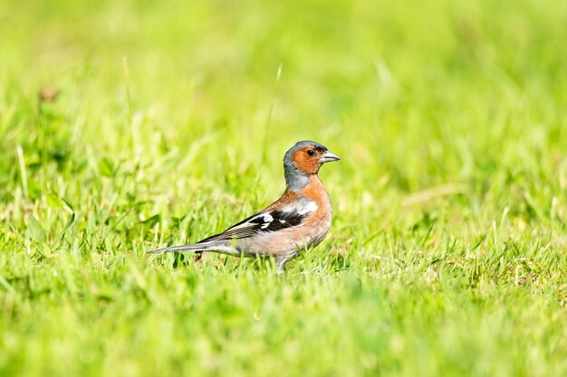 Finch se sienta sobre la hierba verde en el parque