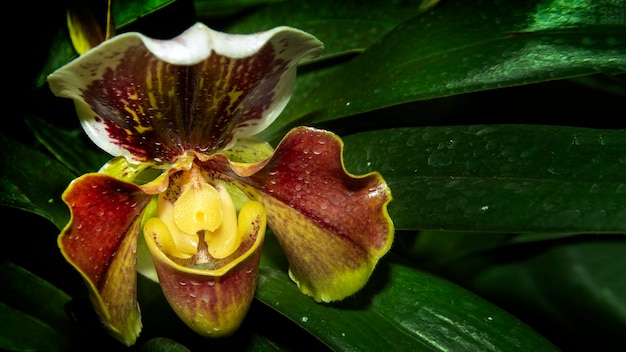 Finden Sie Frauenschuhorchideen der Waldblume auf Dschungel im dunklen Licht