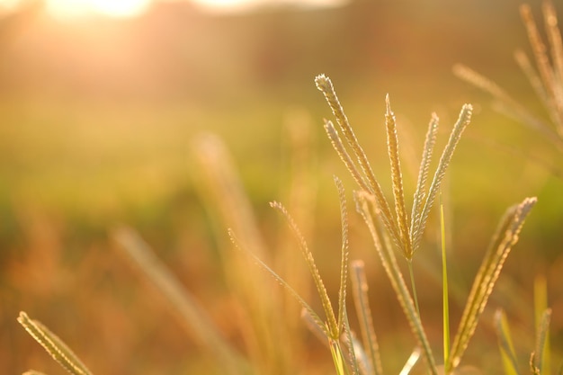 Finger Grass Digitaria adscendens con hierba verde borrosa y fondo de luz solar