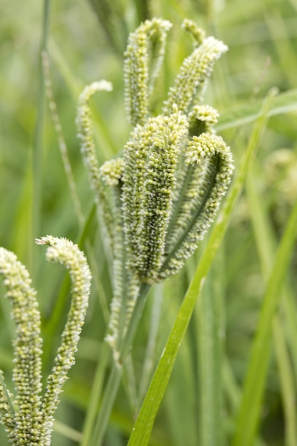 Fingerhirse (Eleusine Coracana L. Gaertn) wächst in einem Garten in Italien