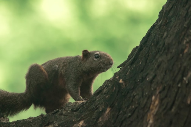 Finlaysons Eichhörnchen klettert auf Bäume