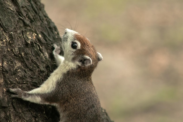 Finlaysons Eichhörnchen klettert auf Bäume