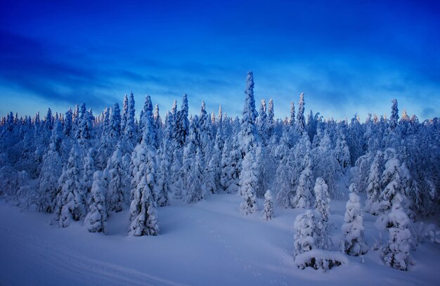 Finnische Wälder