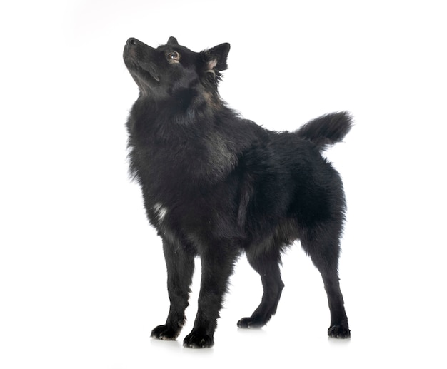 Finnischer Lapphund getrennt