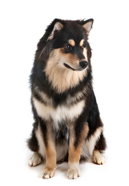 Finnischer Lapphund im Studio