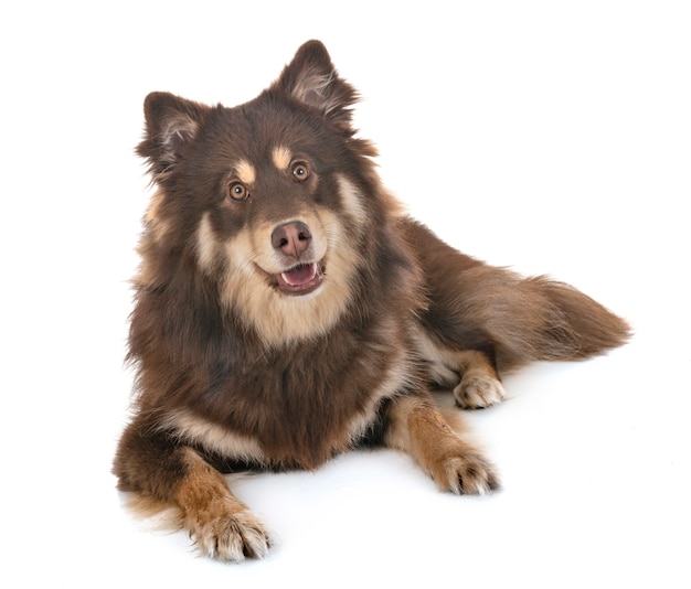 Finnischer Lapphund im Studio