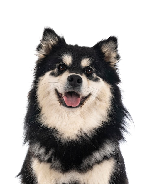 Finnischer Lapphund im Studio