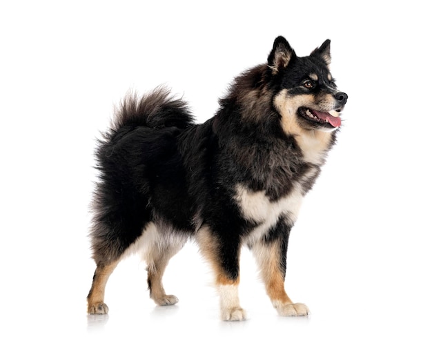 Finnischer Lapphund im Studio