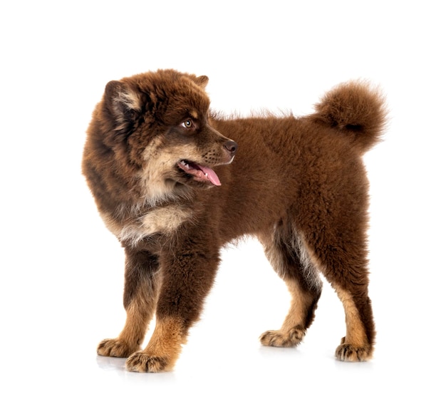 Finnischer Lapphund im Studio