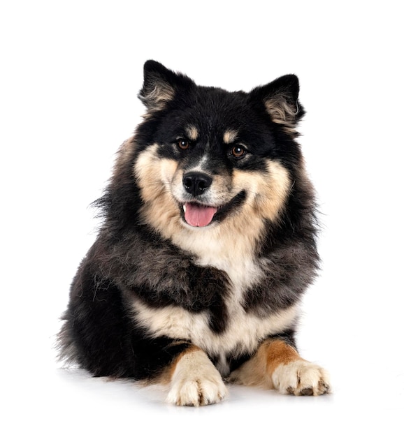 Finnischer Lapphund im Studio