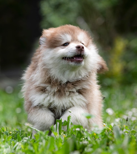 Finnischer Lapphund in einem Garten