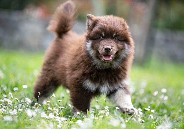 Finnischer Lapphund in einem Garten